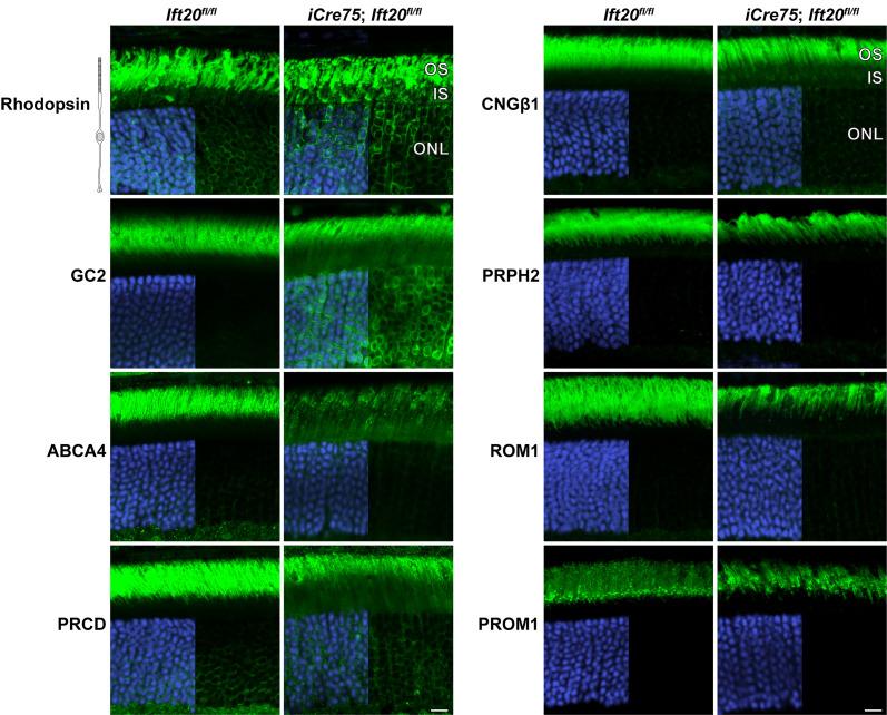 https://cdn.ncbi.nlm.nih.gov/pmc/blobs/ba9d/11348033/52d350f69597/pnas.2408551121fig02.jpg