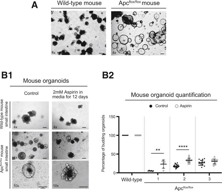 https://cdn.ncbi.nlm.nih.gov/pmc/blobs/ba9f/7797380/0f22bba717ac/gr1.jpg