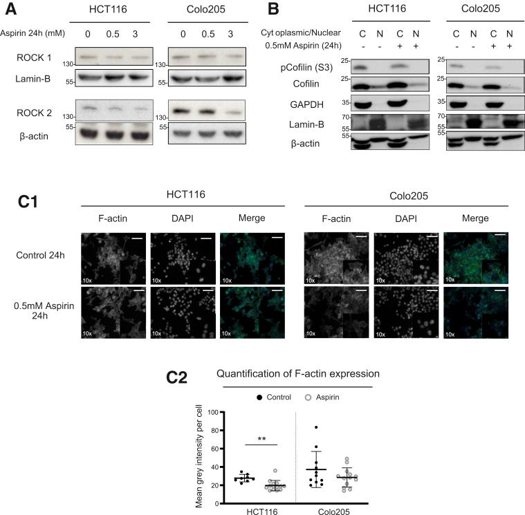 https://cdn.ncbi.nlm.nih.gov/pmc/blobs/ba9f/7797380/d17d3c344528/gr9.jpg