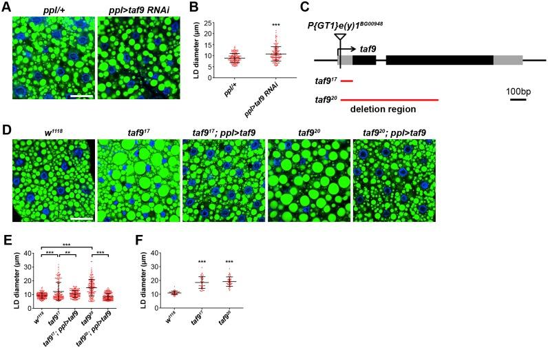 https://cdn.ncbi.nlm.nih.gov/pmc/blobs/baa0/5362240/bd020b9fccef/pgen.1006664.g001.jpg
