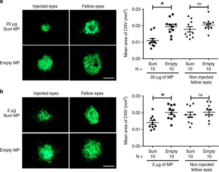 https://cdn.ncbi.nlm.nih.gov/pmc/blobs/baa0/7000758/5683b04d3642/41467_2020_14340_Fig3_HTML.jpg
