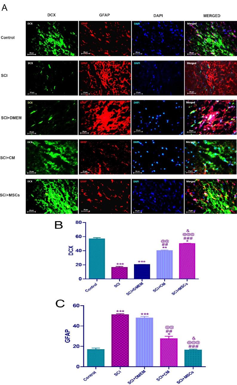 https://cdn.ncbi.nlm.nih.gov/pmc/blobs/baa1/10676545/2c0343973682/apb-13-806-g003.jpg
