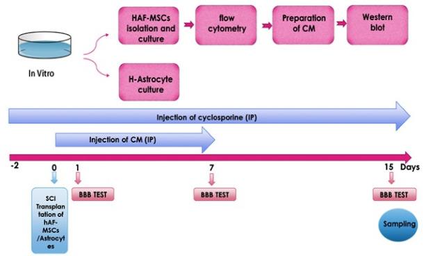 https://cdn.ncbi.nlm.nih.gov/pmc/blobs/baa1/10676545/597e20d29c6c/apb-13-806-g006.jpg