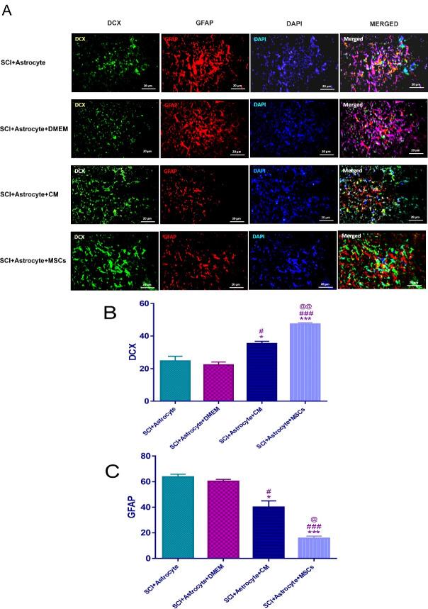 https://cdn.ncbi.nlm.nih.gov/pmc/blobs/baa1/10676545/eb5ad7eb26a7/apb-13-806-g004.jpg