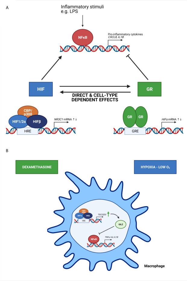 https://cdn.ncbi.nlm.nih.gov/pmc/blobs/baa1/8211996/84bf23c1fadc/fimmu-12-684085-g004.jpg
