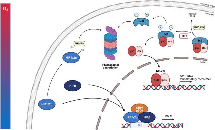 https://cdn.ncbi.nlm.nih.gov/pmc/blobs/baa1/8211996/d3e3863d3cab/fimmu-12-684085-g006.jpg