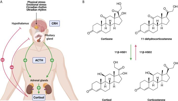 https://cdn.ncbi.nlm.nih.gov/pmc/blobs/baa1/8211996/ea69c1e3146d/fimmu-12-684085-g001.jpg