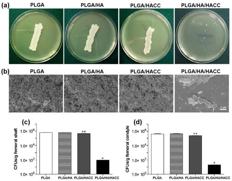 https://cdn.ncbi.nlm.nih.gov/pmc/blobs/baa2/10385409/952de5e21a76/pharmaceutics-15-01964-g012.jpg