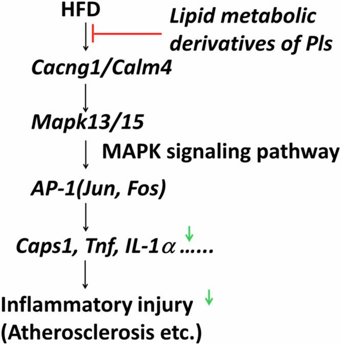 https://cdn.ncbi.nlm.nih.gov/pmc/blobs/baa3/12361481/56a52da036f9/41538_2025_546_Fig7_HTML.jpg