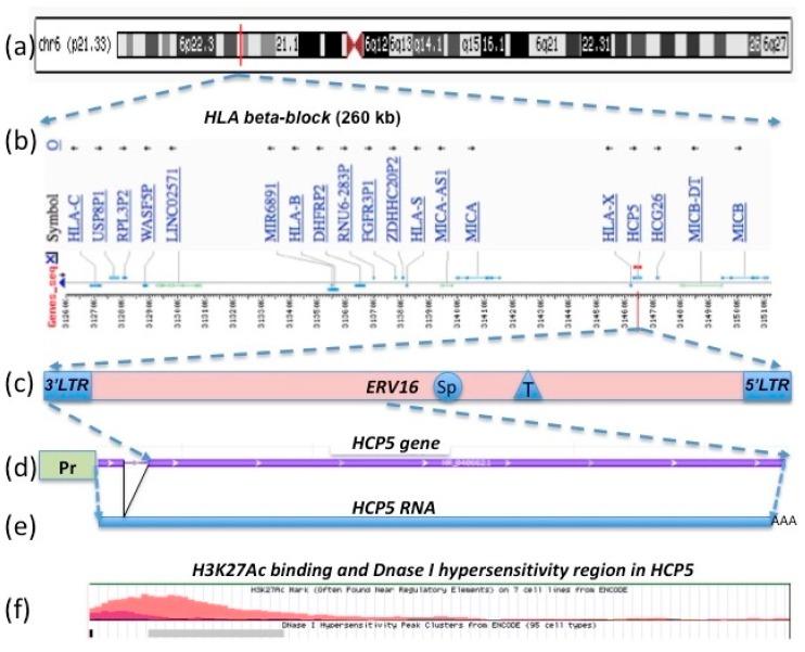 https://cdn.ncbi.nlm.nih.gov/pmc/blobs/baa3/6562477/5e181732cf67/cells-08-00480-g001.jpg