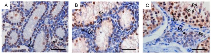 https://cdn.ncbi.nlm.nih.gov/pmc/blobs/baa8/10855163/44c0806b0775/ijms-25-01567-g003.jpg