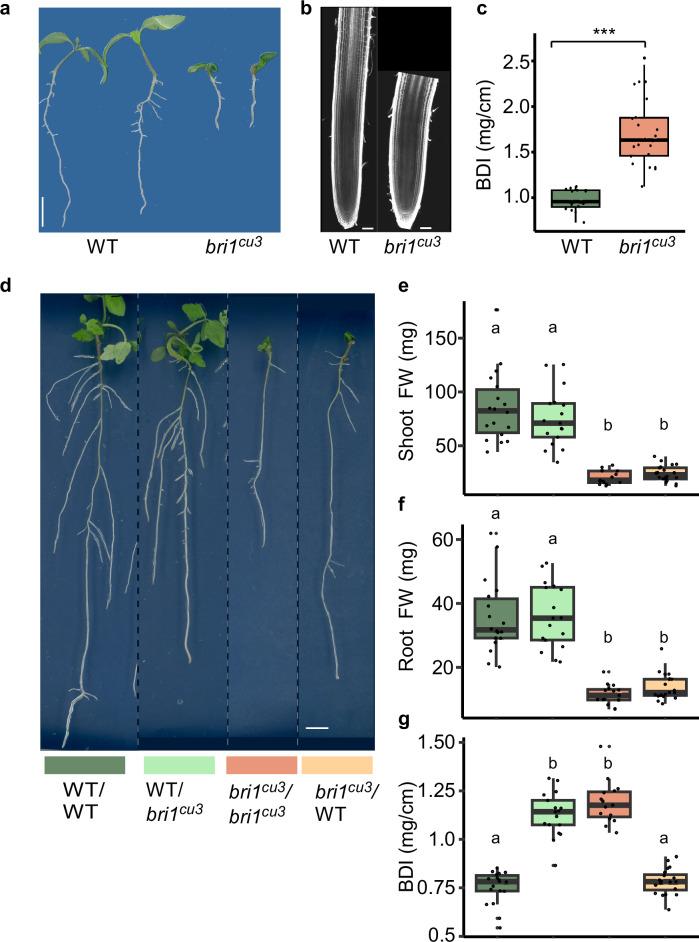 https://cdn.ncbi.nlm.nih.gov/pmc/blobs/baa8/12037908/cbb68b4b57b8/41467_2025_59202_Fig5_HTML.jpg