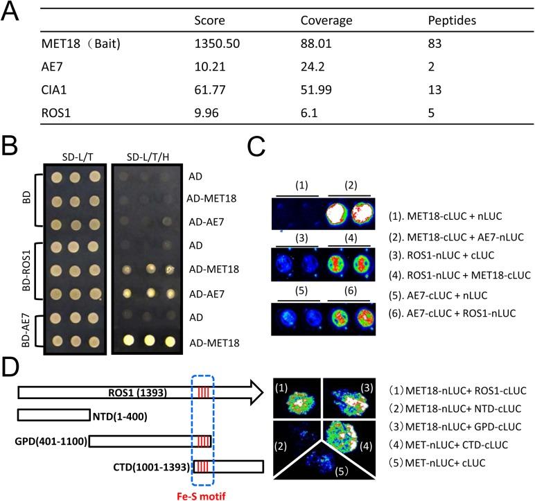 https://cdn.ncbi.nlm.nih.gov/pmc/blobs/baac/4619598/ca99f51e1b26/pgen.1005559.g006.jpg