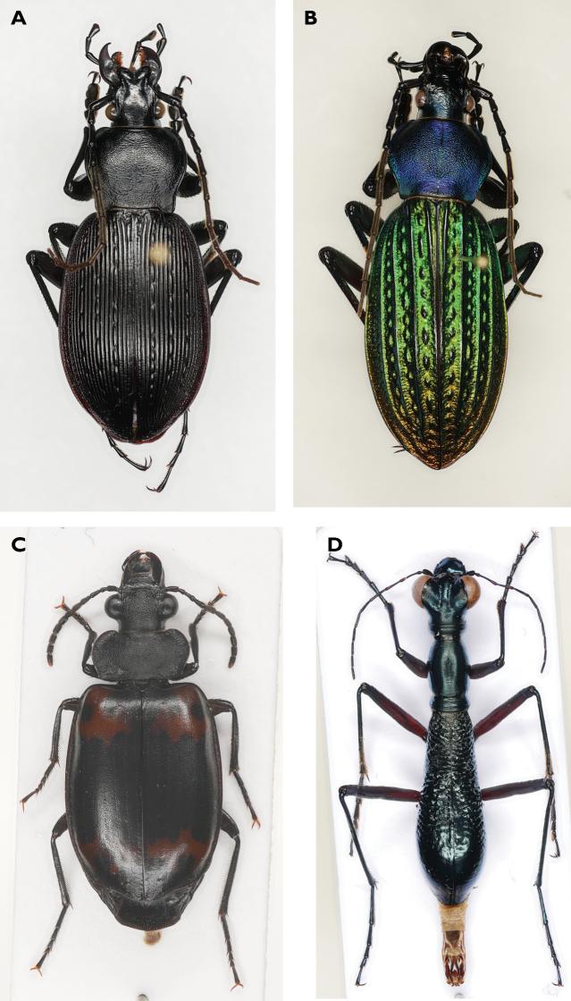 https://cdn.ncbi.nlm.nih.gov/pmc/blobs/baac/8222196/c043c928dfba/zookeys-1044-907-g004.jpg