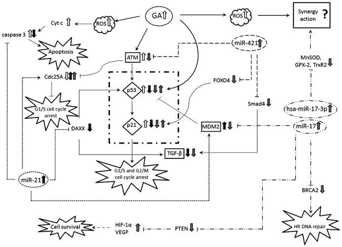 https://cdn.ncbi.nlm.nih.gov/pmc/blobs/bab6/4356495/246dc8e9aeca/IJO-46-04-1491-g05.jpg