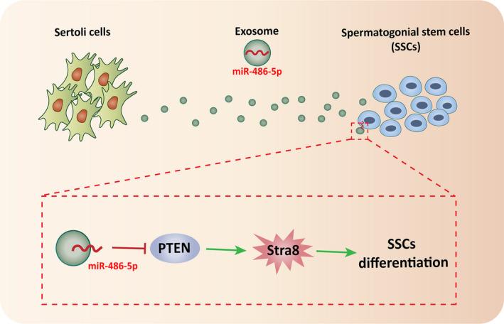https://cdn.ncbi.nlm.nih.gov/pmc/blobs/bab9/8051706/6fdcd7852865/JCMM-25-3950-g005.jpg