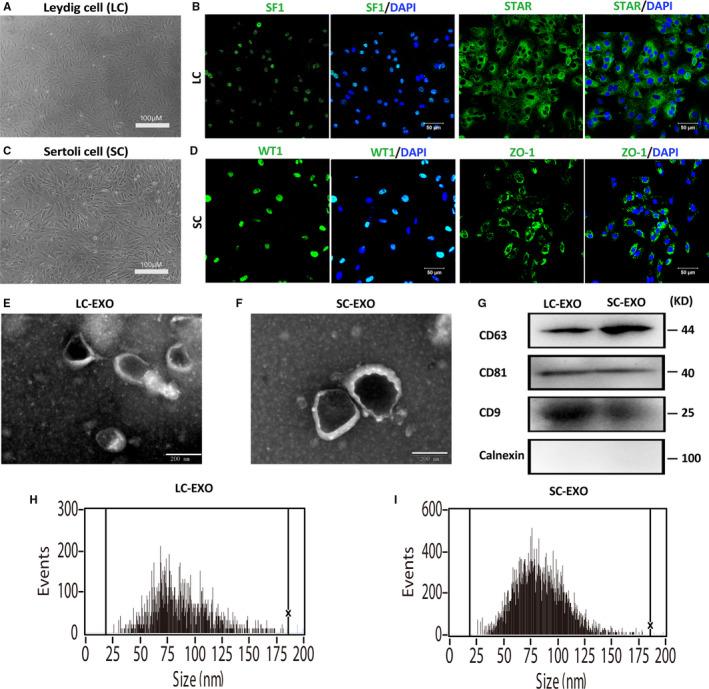 https://cdn.ncbi.nlm.nih.gov/pmc/blobs/bab9/8051706/ce0ea9646d30/JCMM-25-3950-g002.jpg