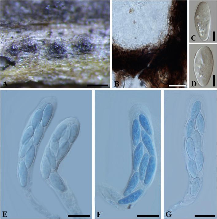 https://cdn.ncbi.nlm.nih.gov/pmc/blobs/bab9/8595605/6a46189cc620/fmicb-12-737541-g007.jpg