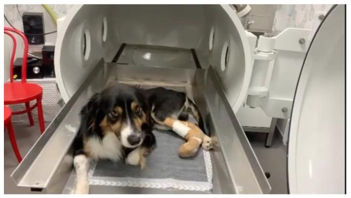 https://cdn.ncbi.nlm.nih.gov/pmc/blobs/bac0/8880592/2ed1e725939c/vetsci-09-00033-g002.jpg