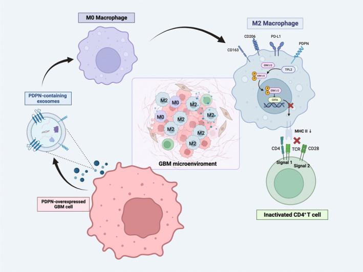 https://cdn.ncbi.nlm.nih.gov/pmc/blobs/bac3/10929222/922de35aa905/CNS-30-e14643-g007.jpg