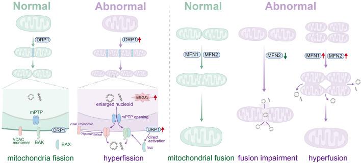https://cdn.ncbi.nlm.nih.gov/pmc/blobs/bac3/11806845/1fd52702e65f/12974_2025_3363_Fig4_HTML.jpg