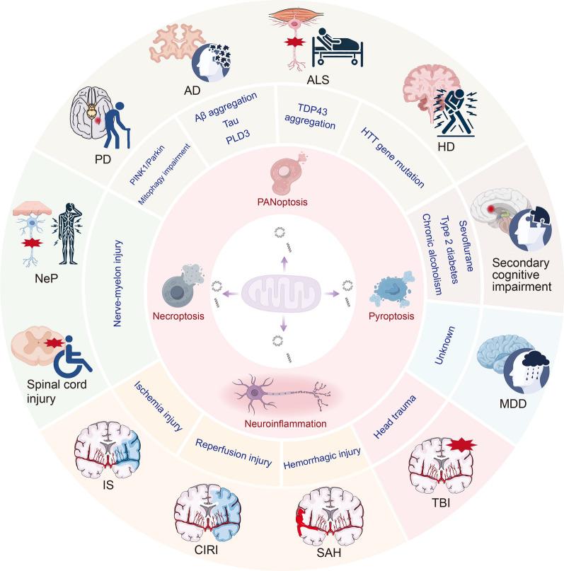 https://cdn.ncbi.nlm.nih.gov/pmc/blobs/bac3/11806845/35fdca1f899f/12974_2025_3363_Fig7_HTML.jpg