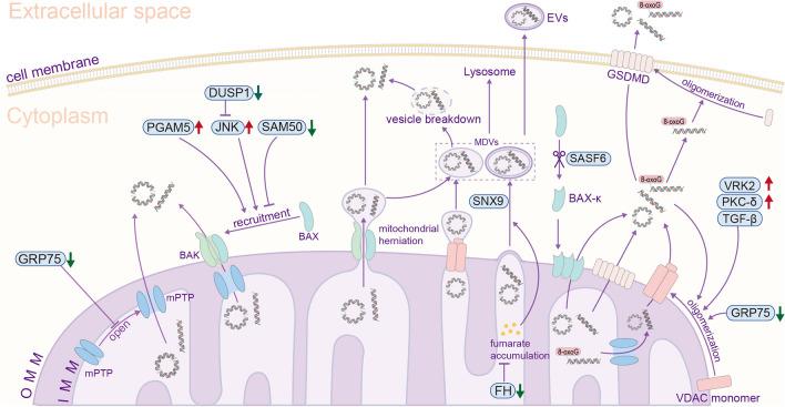 https://cdn.ncbi.nlm.nih.gov/pmc/blobs/bac3/11806845/67e357690341/12974_2025_3363_Fig1_HTML.jpg
