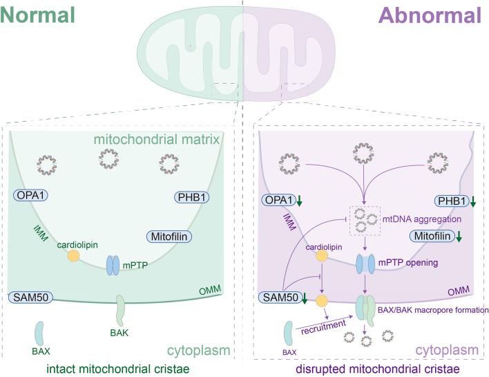 https://cdn.ncbi.nlm.nih.gov/pmc/blobs/bac3/11806845/98ef931ad8fe/12974_2025_3363_Fig2_HTML.jpg