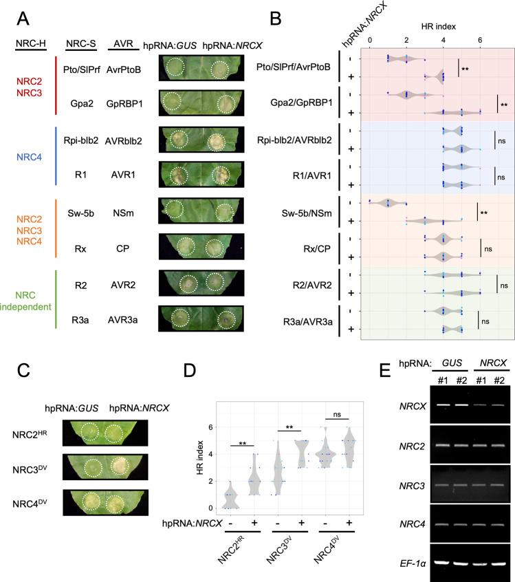 https://cdn.ncbi.nlm.nih.gov/pmc/blobs/bac9/9851556/6f9a3c1d3022/pgen.1010500.g006.jpg