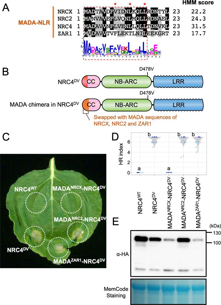 https://cdn.ncbi.nlm.nih.gov/pmc/blobs/bac9/9851556/8e5e0f97a2d0/pgen.1010500.g004.jpg