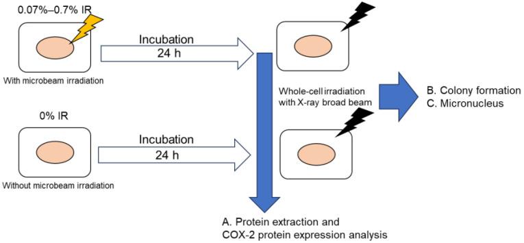 https://cdn.ncbi.nlm.nih.gov/pmc/blobs/baca/10669009/a70d660b1f69/biology-12-01368-g001.jpg