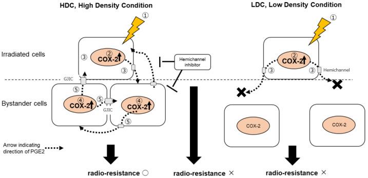 https://cdn.ncbi.nlm.nih.gov/pmc/blobs/baca/10669009/b7d34b317874/biology-12-01368-g007.jpg