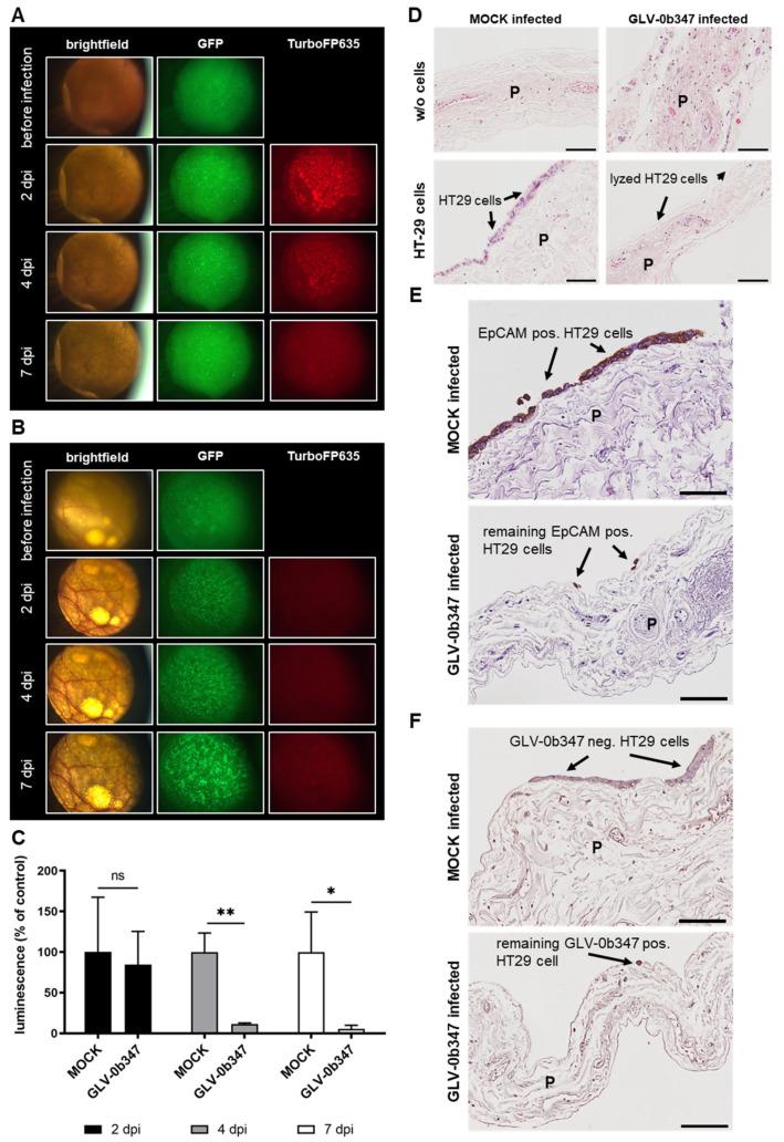 https://cdn.ncbi.nlm.nih.gov/pmc/blobs/bacb/9963964/30f850bc5866/viruses-15-00363-g005.jpg