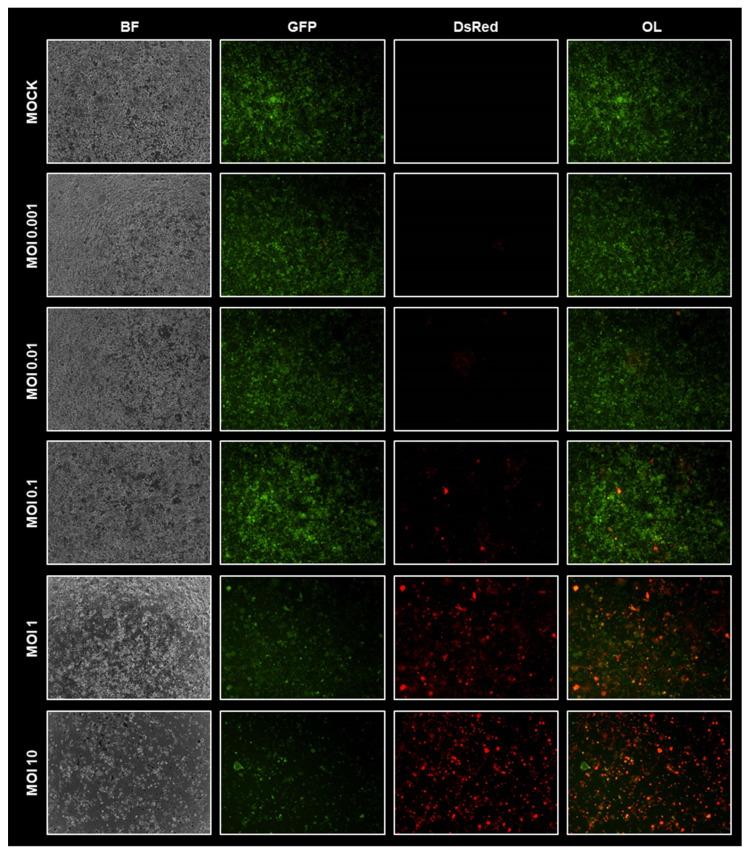https://cdn.ncbi.nlm.nih.gov/pmc/blobs/bacb/9963964/68820ac3a46d/viruses-15-00363-g002.jpg
