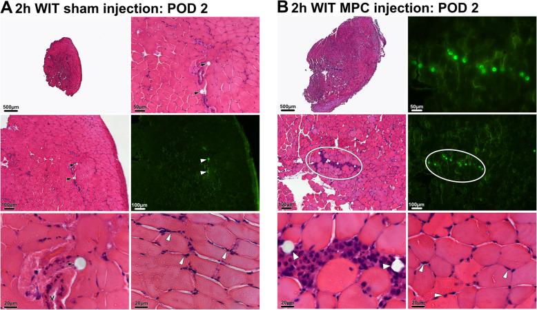 https://cdn.ncbi.nlm.nih.gov/pmc/blobs/bacc/7905585/564ecc7fb83e/13287_2021_2208_Fig5_HTML.jpg