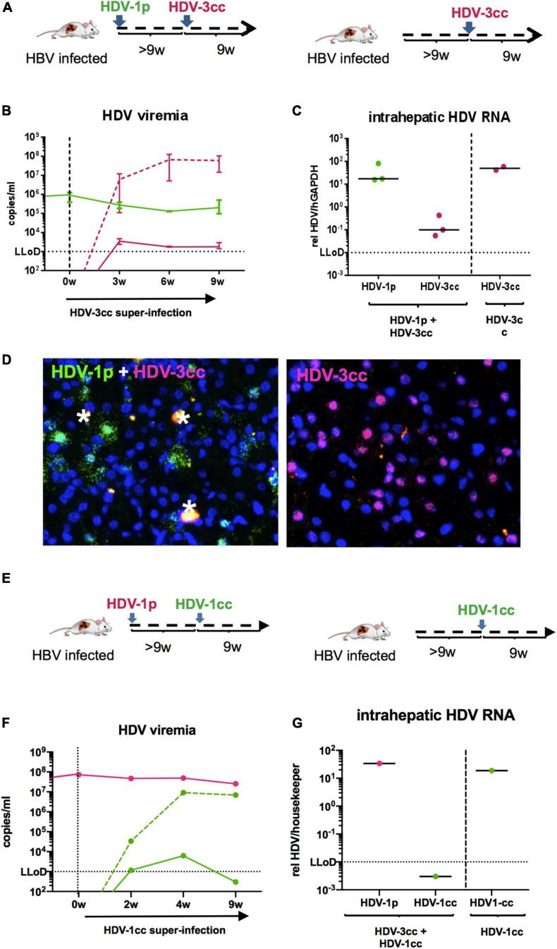 https://cdn.ncbi.nlm.nih.gov/pmc/blobs/bacd/8297590/5365ee86ab19/fmicb-12-671466-g006.jpg