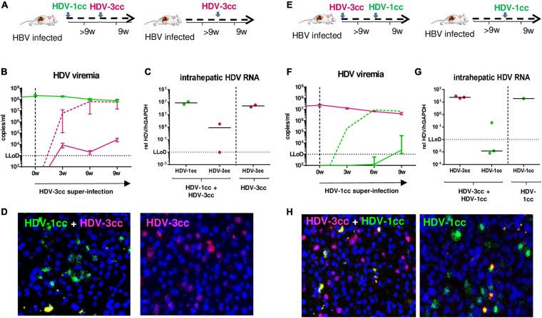 https://cdn.ncbi.nlm.nih.gov/pmc/blobs/bacd/8297590/792fbd6f45c1/fmicb-12-671466-g005.jpg