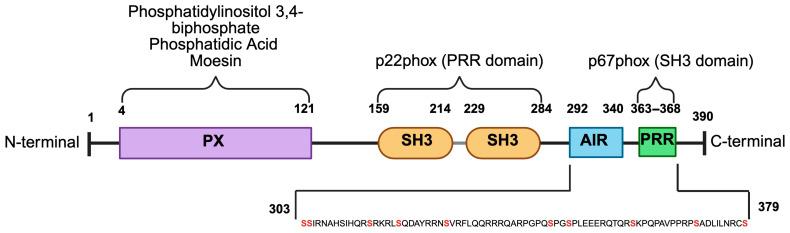 https://cdn.ncbi.nlm.nih.gov/pmc/blobs/bacf/12293349/68e3e7f2039b/cells-14-01043-g001.jpg