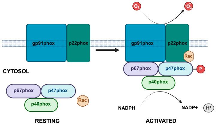 https://cdn.ncbi.nlm.nih.gov/pmc/blobs/bacf/12293349/e9eac38d9262/cells-14-01043-g002.jpg