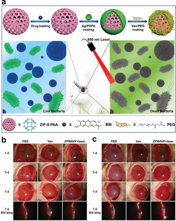 https://cdn.ncbi.nlm.nih.gov/pmc/blobs/bacf/9130902/0ac4aa0388ea/ADVS-9-2003699-g003.jpg