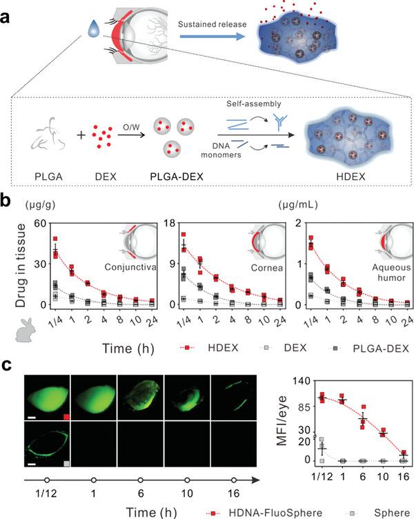 https://cdn.ncbi.nlm.nih.gov/pmc/blobs/bacf/9130902/159011bdd9f2/ADVS-9-2003699-g024.jpg