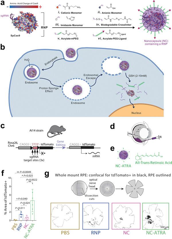 https://cdn.ncbi.nlm.nih.gov/pmc/blobs/bacf/9130902/3e42812a826f/ADVS-9-2003699-g020.jpg