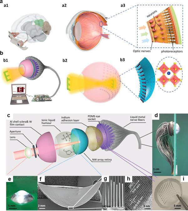 https://cdn.ncbi.nlm.nih.gov/pmc/blobs/bacf/9130902/808799d563cb/ADVS-9-2003699-g012.jpg