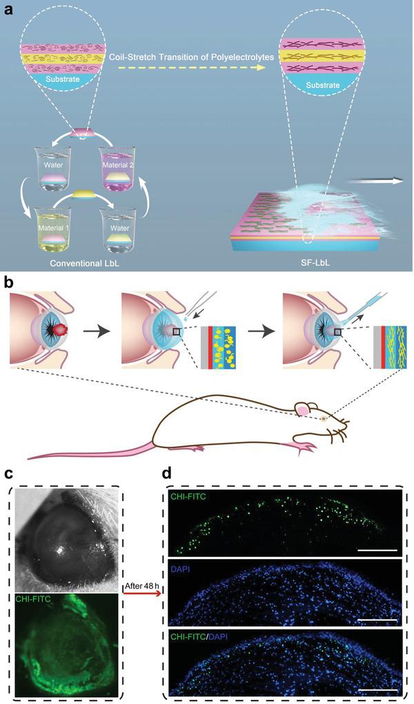 https://cdn.ncbi.nlm.nih.gov/pmc/blobs/bacf/9130902/9f5fccf18d99/ADVS-9-2003699-g018.jpg