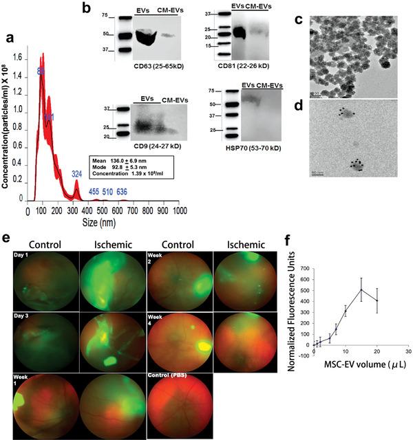 https://cdn.ncbi.nlm.nih.gov/pmc/blobs/bacf/9130902/cfe5de0881cc/ADVS-9-2003699-g006.jpg