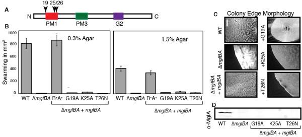 https://cdn.ncbi.nlm.nih.gov/pmc/blobs/bad0/3000849/7492077829ec/1471-2180-10-295-2.jpg