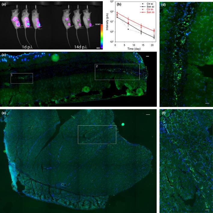 https://cdn.ncbi.nlm.nih.gov/pmc/blobs/bad1/6351849/bcd6c2a98db4/ACEL-18-e12848-g003.jpg