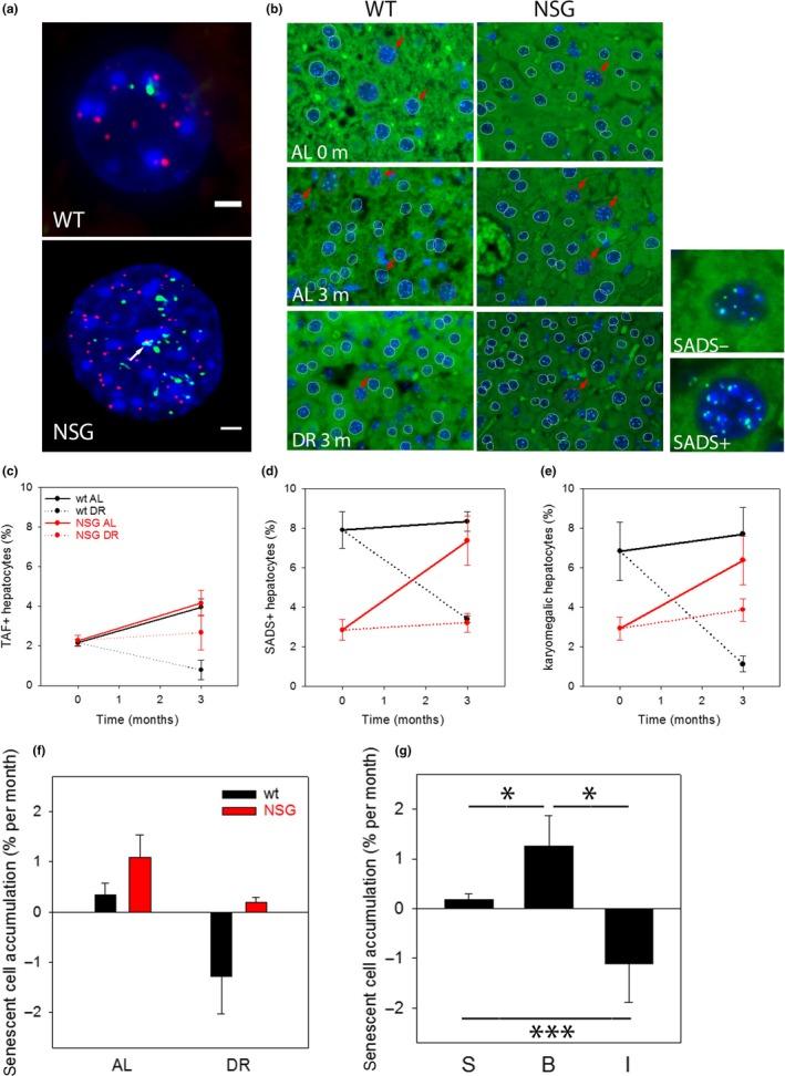 https://cdn.ncbi.nlm.nih.gov/pmc/blobs/bad1/6351849/e6ee5623015d/ACEL-18-e12848-g005.jpg