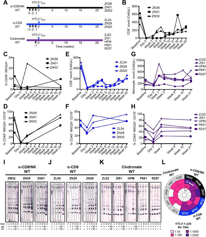 https://cdn.ncbi.nlm.nih.gov/pmc/blobs/bad1/9022856/b5a29dd8c6a5/ppat.1010416.g001.jpg