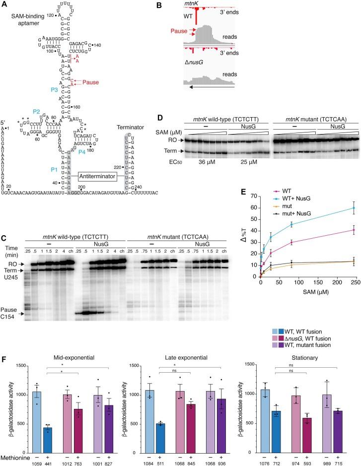 https://cdn.ncbi.nlm.nih.gov/pmc/blobs/bad3/11602163/3c2c8003b1e3/gkae981fig5.jpg